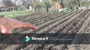 Высадка рассады табака в открытый грунт 25 апреля 2020 года на Кубани