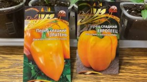 Очень хотела эти сорта ПЕРЦА! Ускоренный посев