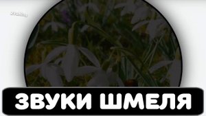 Звук жужжания шмеля