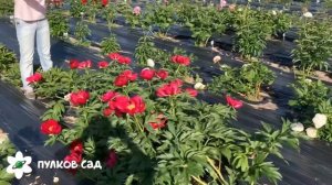 Illini warrior peony. Иллини Уорриор пион. Пулков сад