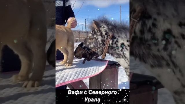 Кобель САО 1,5 месяца