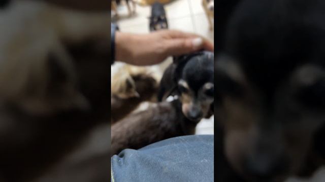 Мелкаши 🐾 смотреть онлайн