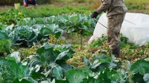 ЖИЗНЬ В ГЛУХОЙ УРАЛЬСКОЙ ДЕРЕВНЕ | БЫТ БЕЗ ЦИВИЛИЗАЦИИ | КАКИЕ ЗАПАСЫ В ПОГРЕБЕ