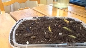 rosy maple moths pupating timelapse