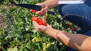 Ноаый томат "сливка" от компании Seminis. Инсипит F1.
