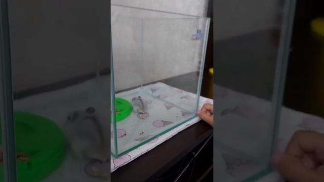 Новый домашний питомец . Хомячок джунгарский.