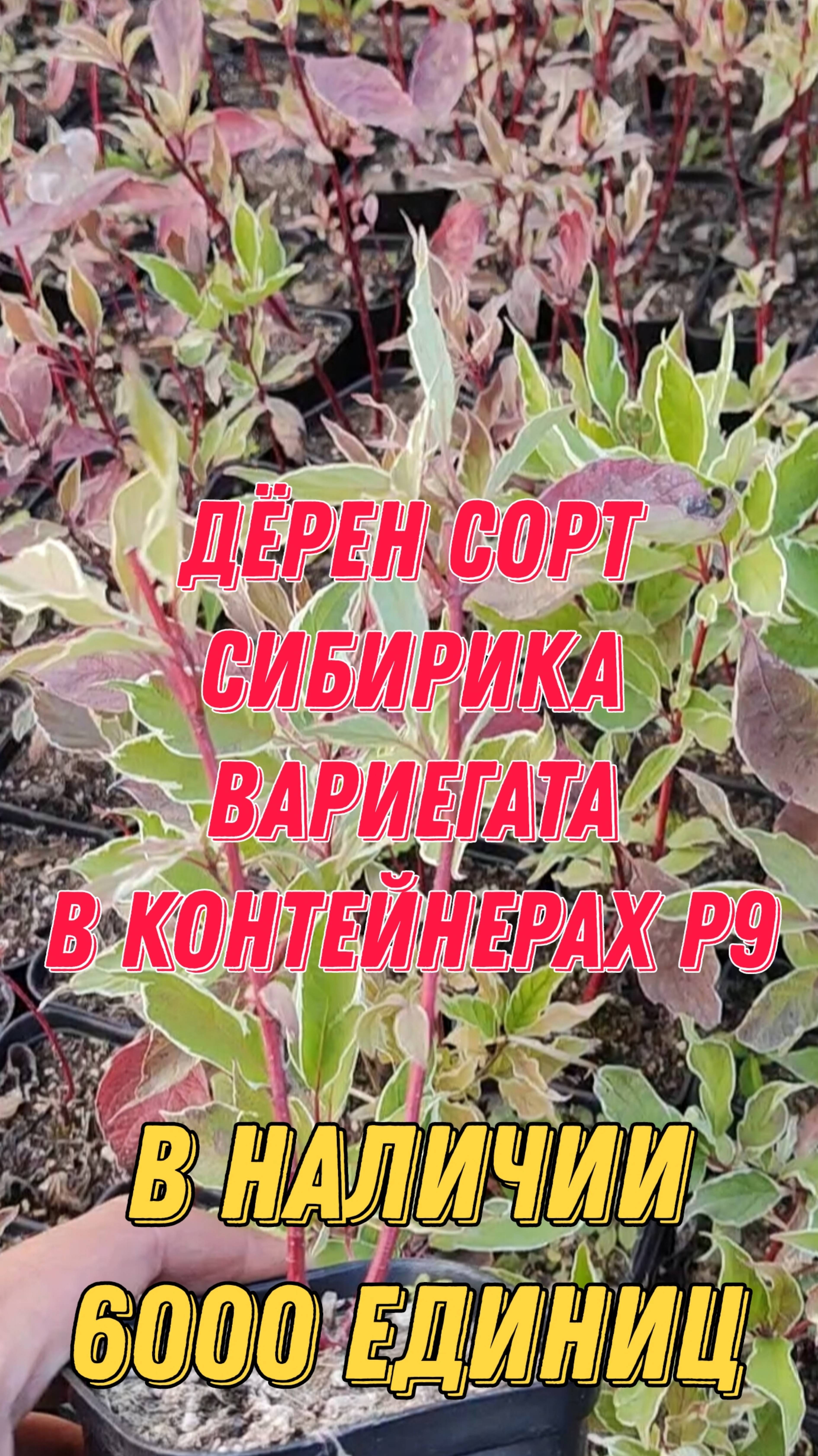 Дëрен сорт "Сибирика Вариегата" в контейнерах P9. В наличии 6000 единиц. What's App +79257080011 смотреть онлайн