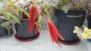 Бегония Боливийская Санта Круз (Begonia boliviensis Santa Cruz)