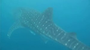 WHALE SHARK IN PANGLAO-2010년 12월30일-두번째