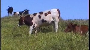 (ретро) Корова. Оскар