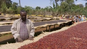 Yirgacheffe Coffee - Senai Global