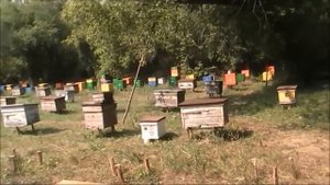 миролюбивая карника