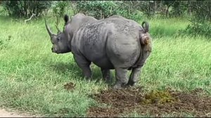Носорог срёт под Дабстеп