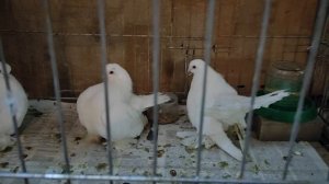 18.01.2025г Выставка ЦСКА ч. 3