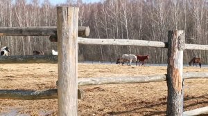 Ферма для животных,загон для лошадей и ограждённая площадка для лошадей.