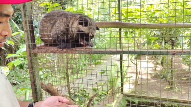 Кофейная плантация на Бали