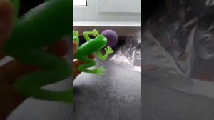распаковка лягушки