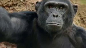 Почему ОБЕЗЬЯНЫ НЕ СТАНОВЯТСЯ ЛЮДЬМИ  ЭВОЛЮЦИЯ ОСТАНОВИЛАСЬ