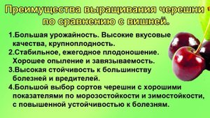 ЧЕРЕШНЯ или ВИШНЯ. Выбираем. Начинающим.