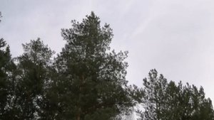 Март - "утро года". Автор стихотворения  SingularisDemo