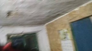 разведение шиншил для начинающих