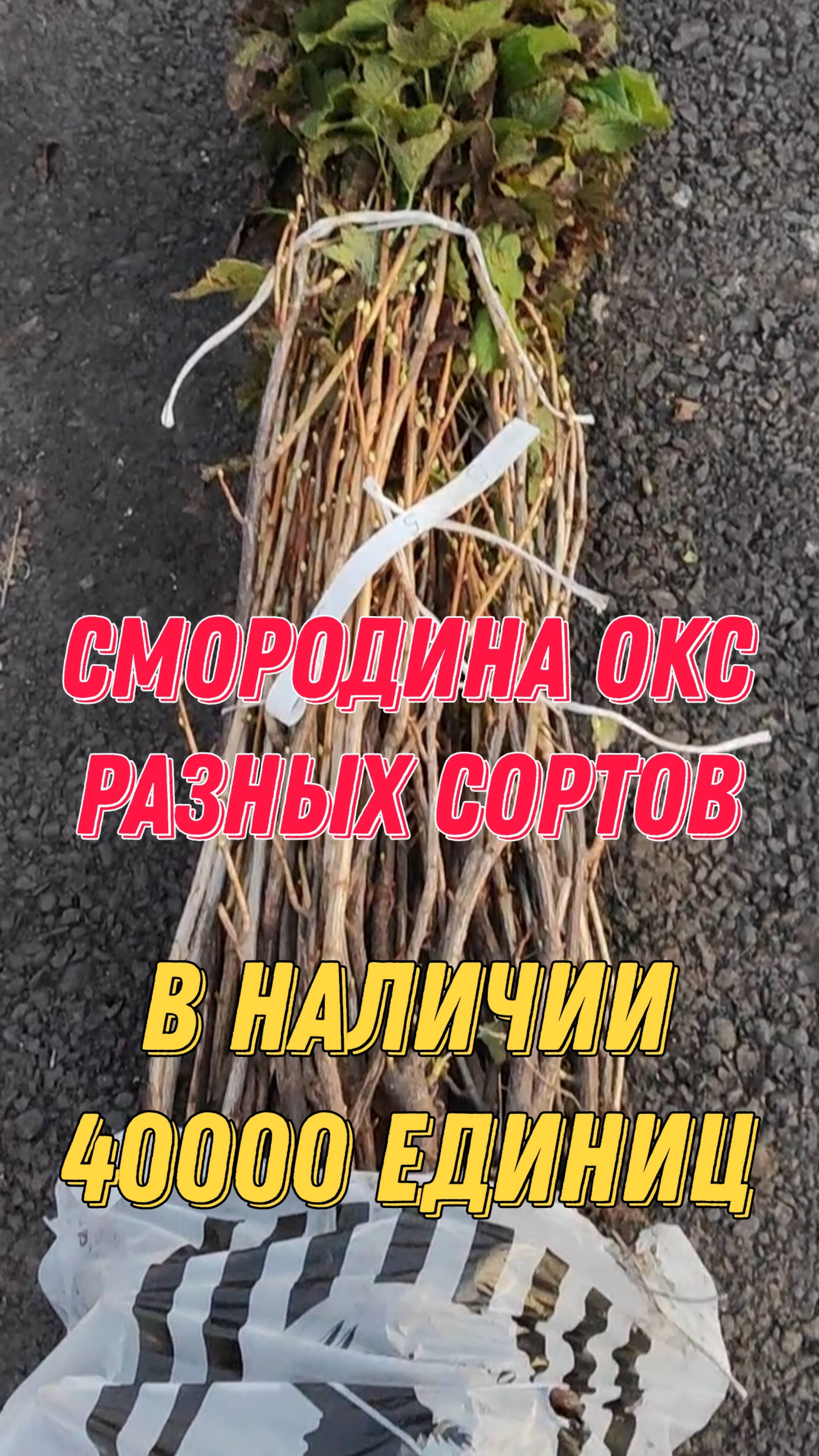 Смородина разных сортов ОКС от 69 рублей. В наличии 40000 единиц. What's App +79257080011 смотреть онлайн