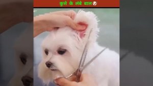 Is dog ke bal itne jayda bad Gaye the #viralvideo #ytshorts #trendingshorts #newshorts #viralshort