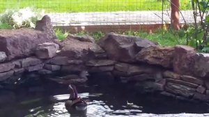 Хафиз, утка мандаринка, сорочая шама