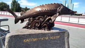 Каспийский осетр - хранитель моста