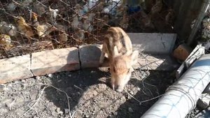 Логово Кабана