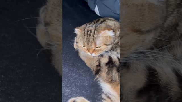 Шотландская вислоухая кошка сладко спит