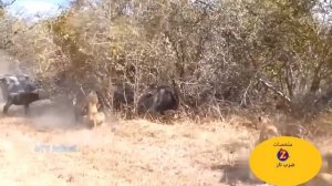 Angry hippo attacks the lion and tries to kill him