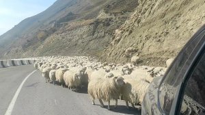 Перегон овец на зимние пастбища