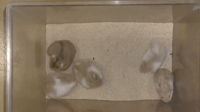 Кэмпбеллы редкого окраса
