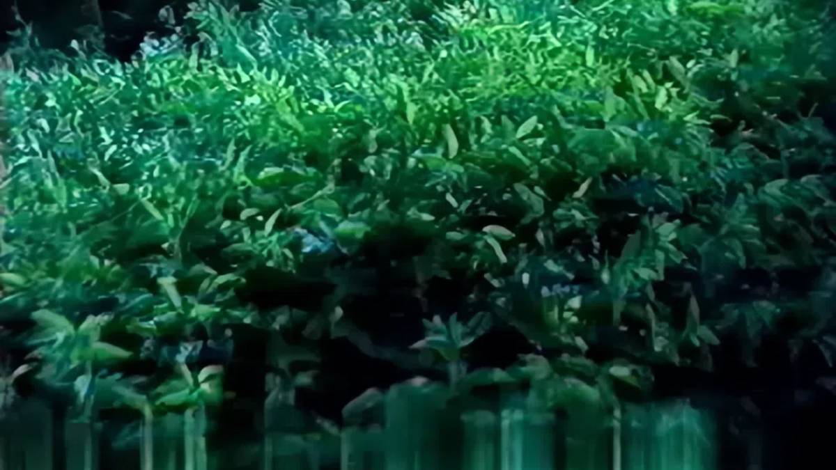 Заставка с листвой и глитчем, Первый канал, 2003 смотреть онлайн