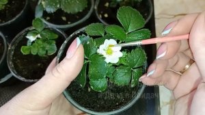 Вот Как Нужно ОПЫЛЯТЬ КЛУБНИКУ, Чтобы Был Урожай. Вырастает Сладкая, Вкусная. Огород на Балконе 202