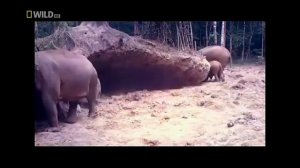 Природа Таиланда Часть 1  Природа нашей планеты  Документальные фильмы Тропический лес Животные