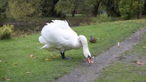 5932325-hd_1920_1080_24fps