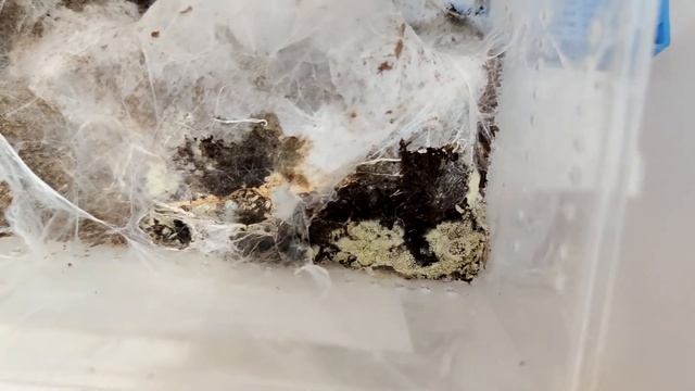 Пересадка  паука птицееда Chilobrachys fimbriatus смотреть онлайн