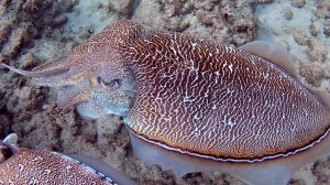 Дэви Джонс и профурсетка.