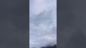 Воронежские зоревые