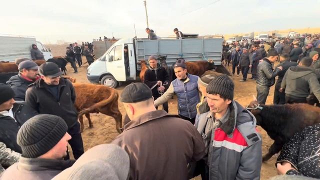 ХОРАЗМ КЎШКЎПИР ТУМАНИ КУМ БОЗОР МОЛ БОЗОРИ КАТА КИЧИК ХЎКИЗ ВА ОНА БОЛА КСИР СИГИРЛАР.15.02.2024.г