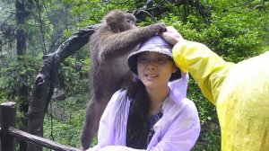 Wild monkey attacking tourists in Mt Emei, China HD