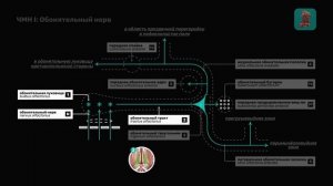 ЧМН I: Обонятельный нерв и анализатор. Анатомия & Функции | Черепные нервы | Easy Anatomy