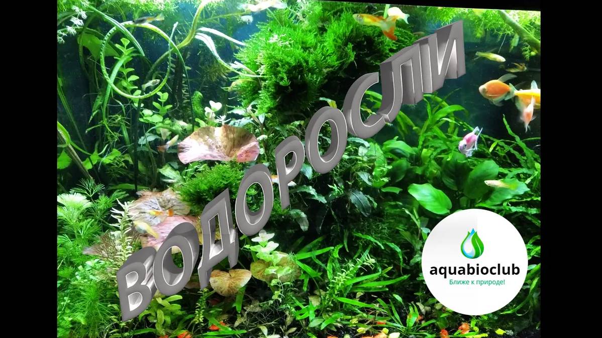 Профилактика и #борьба с #водорослями в #аквариуме. Все о водорослях и причинах их появления.