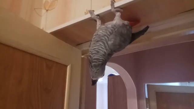 Жако зажигает. смотреть онлайн