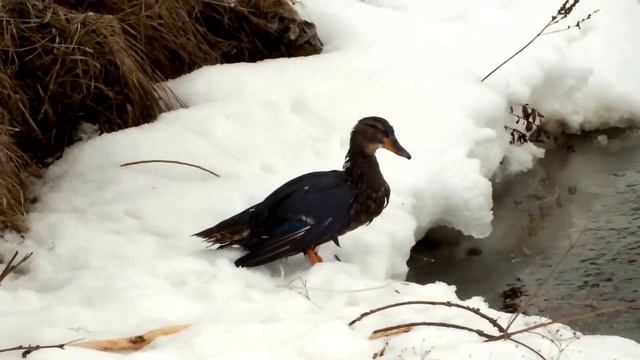Вызаривание подсадной. День 2 смотреть онлайн