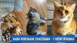 Всем привет от котят с минвате, которых мы забрали вместе с котомамой с предприятия несколько дней н