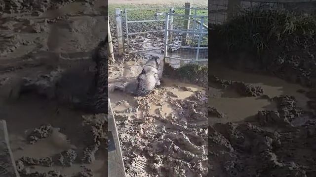 Husky Malamute goes nuts in giant mud puddle