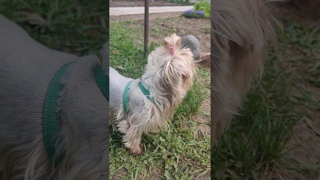 #собаки #йоркимоялюбовь #друг #животные #братьянашименьшие #природа